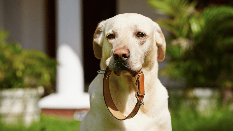 light yellow Labrador retriever dog holding a leather dog collar with its mouth