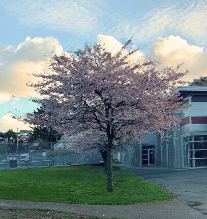 trout lake community centre